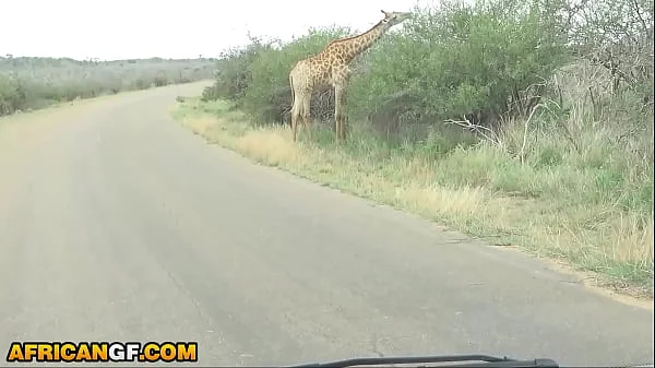 Beautiful Black Girlfriend Reaches Pussy Smashed Travelling Across African Wilderness